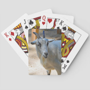 Jeu De Cartes Photo de chèvre blanche