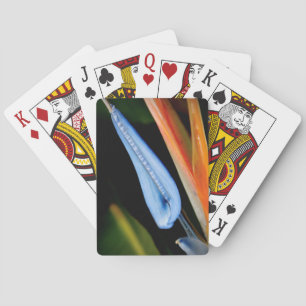 Jeu De Cartes Photo Oiseau du Paradis