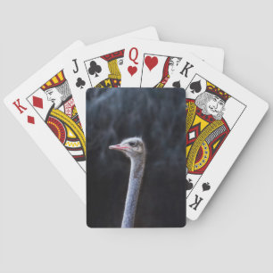 Jeu De Cartes Photographie d'autruche