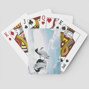Jeu De Cartes Pingouins d'Adelie (pygoscelis adeliae) Antarctiqu