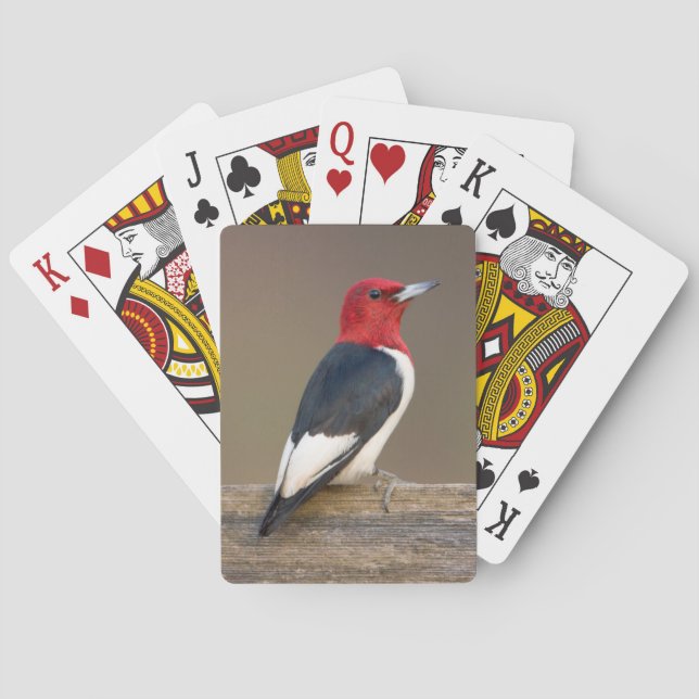 Jeu De Cartes pivert Rouge-dirigé sur la barrière (dos)