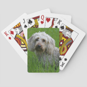 Jeu De Cartes Poil à fil standard Dachshund en herbe