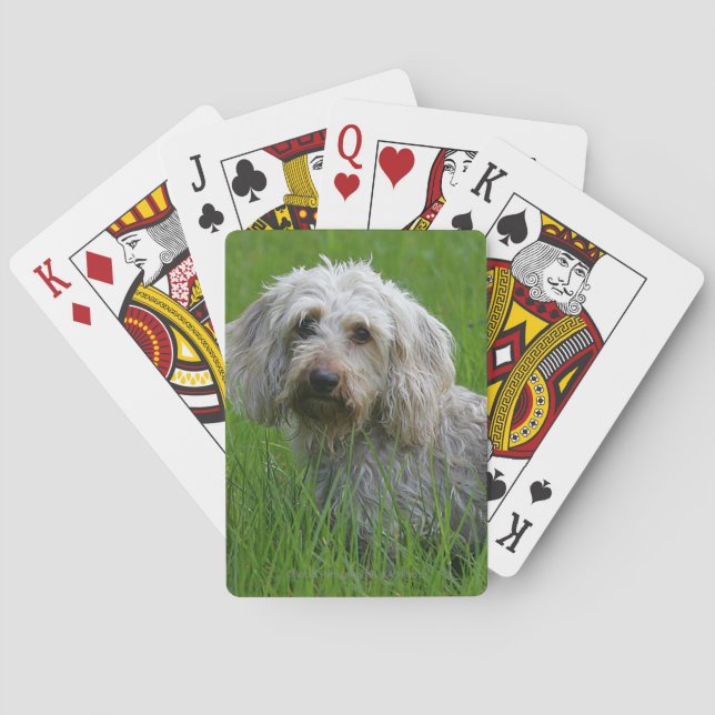 Jeu De Cartes Poil à fil standard Dachshund en herbe (dos)