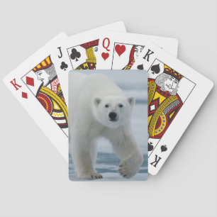 Jeu De Cartes Polar Bear, Ursus Maritimus, Adult