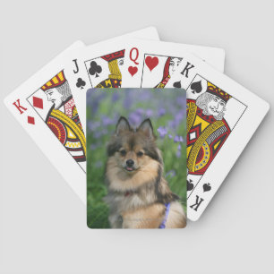 Jeu De Cartes Pomeranian dans l'herbe