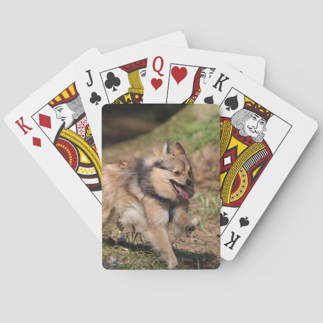Jeu De Cartes Pomeranian fonctionnant avec le harnais dessus (dos)