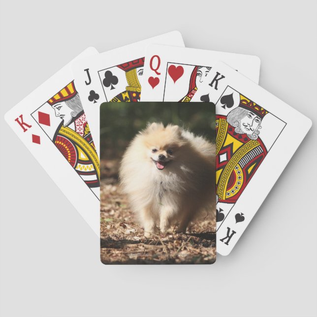 Jeu De Cartes Pomeranian trottant dans le feuille tombé (dos)