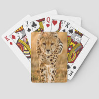 Portrait de guépard (Acinonyx Jubatus), Maasai