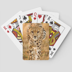 Jeu De Cartes Portrait de guépard (Acinonyx Jubatus), Maasai