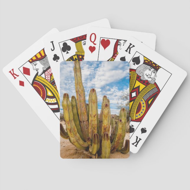 Jeu De Cartes Portrait de Old Man Cactus, Mexique (dos)