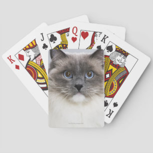 Jeu De Cartes Portrait de Ragdoll cat