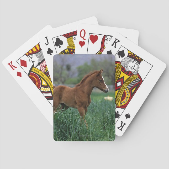 Jeu De Cartes Position arabe de poulain (dos)