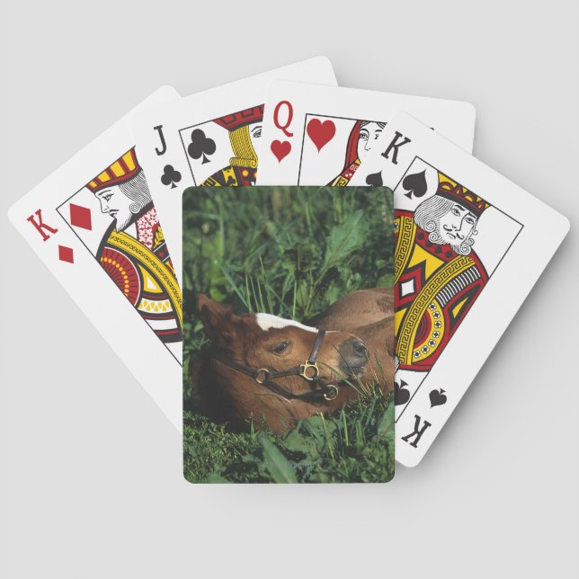 Jeu De Cartes Poulain de pur sang se couchant (dos)