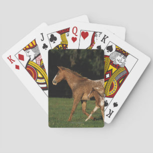 Jeu De Cartes Pouliche et poulain Appaloosa