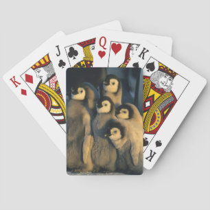 Jeu De Cartes Poussins Penguin Empereur en crèche, Apténodytes