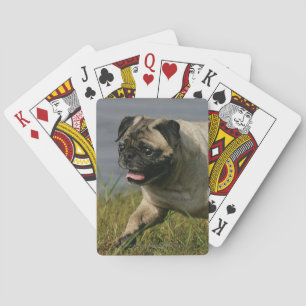 Jeu De Cartes Pug Playing Near Water