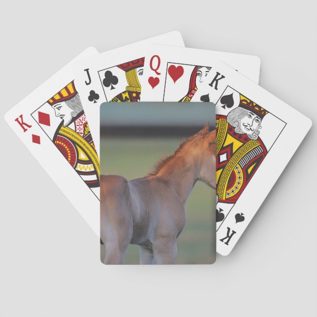 Jeu De Cartes Quart Horse Foin (dos)