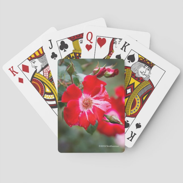 Jeu De Cartes Quatrième d'arbuste de juillet (dos)
