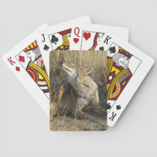 Jeu De Cartes R17 Coyote se grattant