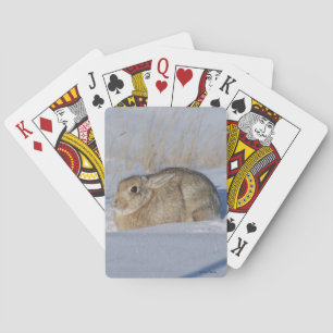 Jeu De Cartes Rabbit de coton R5 en neige