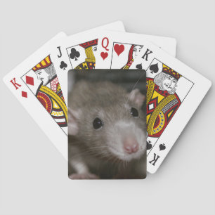 Jeu De Cartes Rat curieux