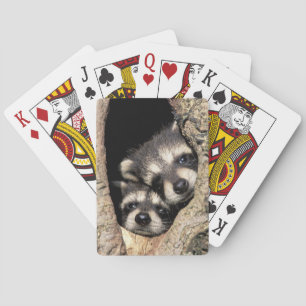 Jeu De Cartes Ratons laveurs dans la cavité de l'arbre Procyon