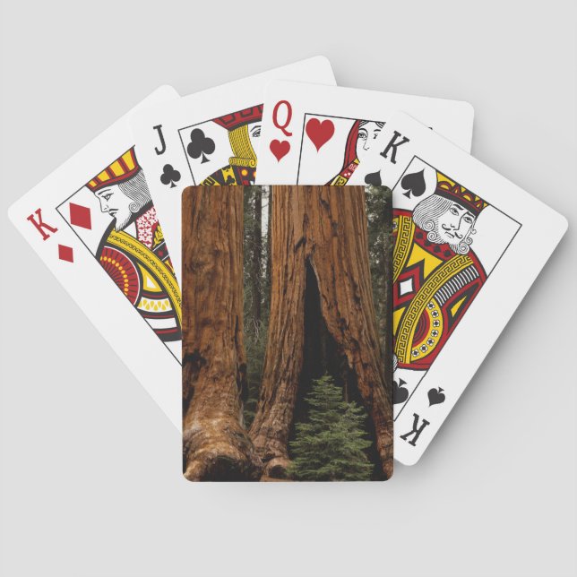 Jeu De Cartes Redwood Trees, Sequoia National Park. (dos)