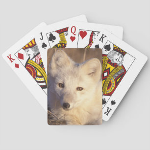 Jeu De Cartes renard arctique, Alopex lagopus