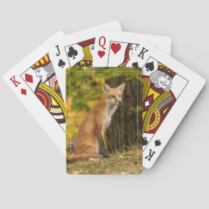 Jeu De Cartes Renard regardant jouer aux cartes