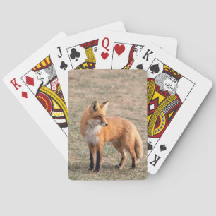 Jeu De Cartes Renard rouge dans un champ
