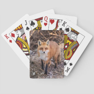 Jeu De Cartes Renard rouge rapproché et personnel
