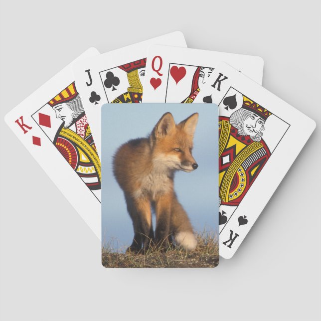 Jeu De Cartes renard rouge, Vulpes vulpes (dos)
