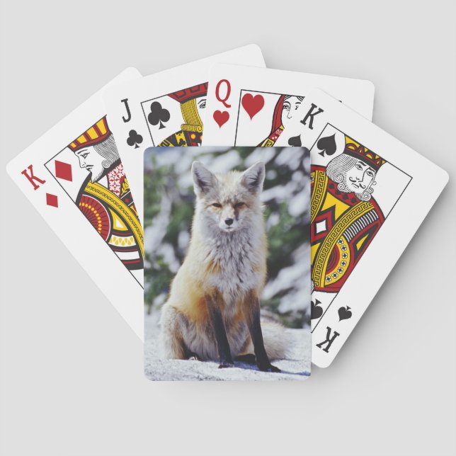 Jeu De Cartes Renard roux assis sur un banc de neige, Vulpes, Mt (dos)