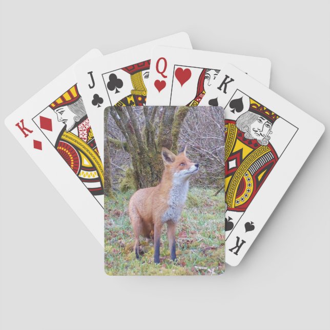 Jeu De Cartes Renard roux regardant vers le haut expression faun (dos)