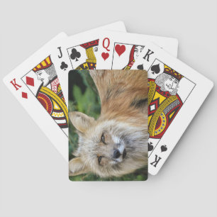 Jeu De Cartes Renard sauvage