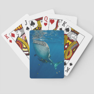 Jeu De Cartes Requin Baleine et Poisson