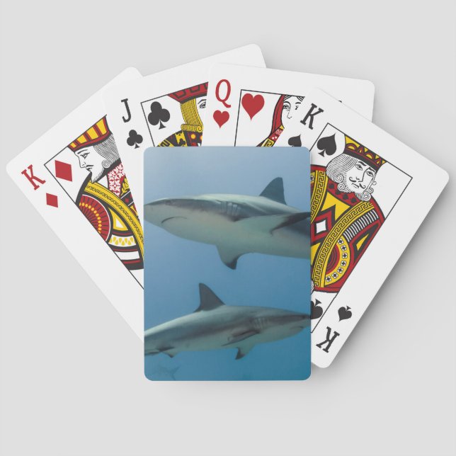 Jeu De Cartes Requin des Caraïbes (dos)