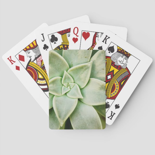 Jeu De Cartes Ressort Succulent (dos)