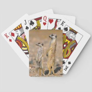 Jeu De Cartes Sentinelles Meerkat (Suricata Suricatta), Karas