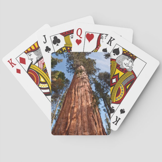 Jeu De Cartes Séquoia géant s'élève (dos)