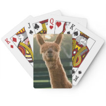 Smiling alpaca playing cards