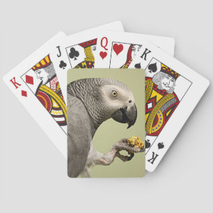 Jeu De Cartes Snacking de perroquet gris africain Congo intense