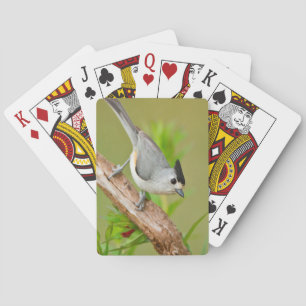 Jeu De Cartes Souris à crête noire