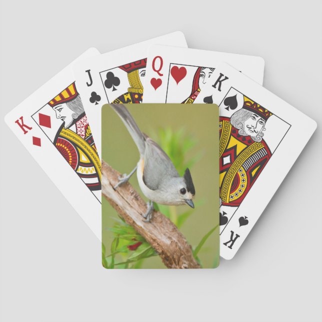 Jeu De Cartes Souris à crête noire (dos)
