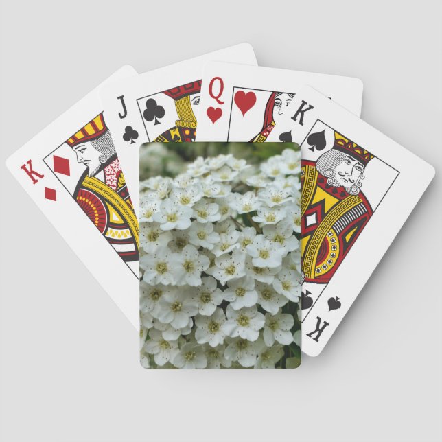 Jeu De Cartes Spirea Arguta (dos)
