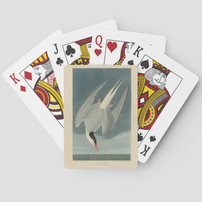 Jeu De Cartes Sterne arctique des oiseaux d'Amérique d'Audubon (dos)