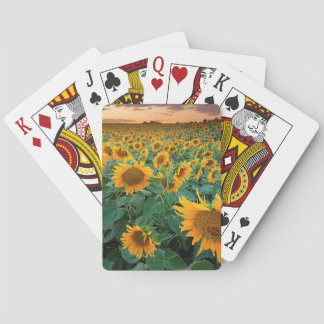 Jeu De Cartes Sunflower Field à Longmont, Colorado