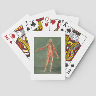 Jeu De Cartes Superficial Muscular System of the Front of the Bo