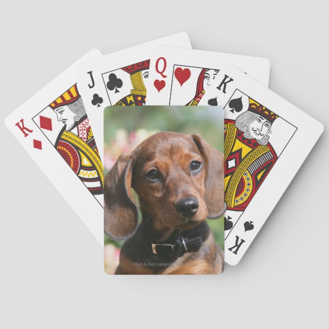 Jeu De Cartes Tan Miniture Dachshund (dos)