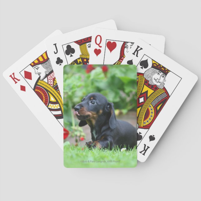 Jeu De Cartes Teckel miniature à poil ras 1 (dos)